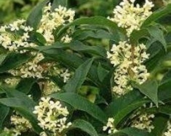 1 - Fragrant Tea Olive ( osmanthus ) - Starter Plant ( XL )( 1 live plant )