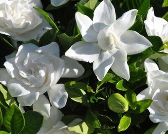 1 - Summer Snow Gardenia® - Starter Plant ( L4 ) ( 1 live plant )