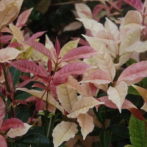 1 - Noble Lady Fragrant Tea Olive ( Qiannan Guifei ) - Starter Plug ( L4 )( 1 live plant )