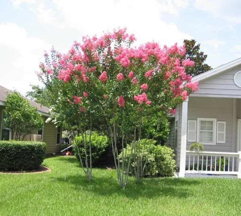 Miami Pink Crape Myrtle Tree Full Gallon Pot Etsy