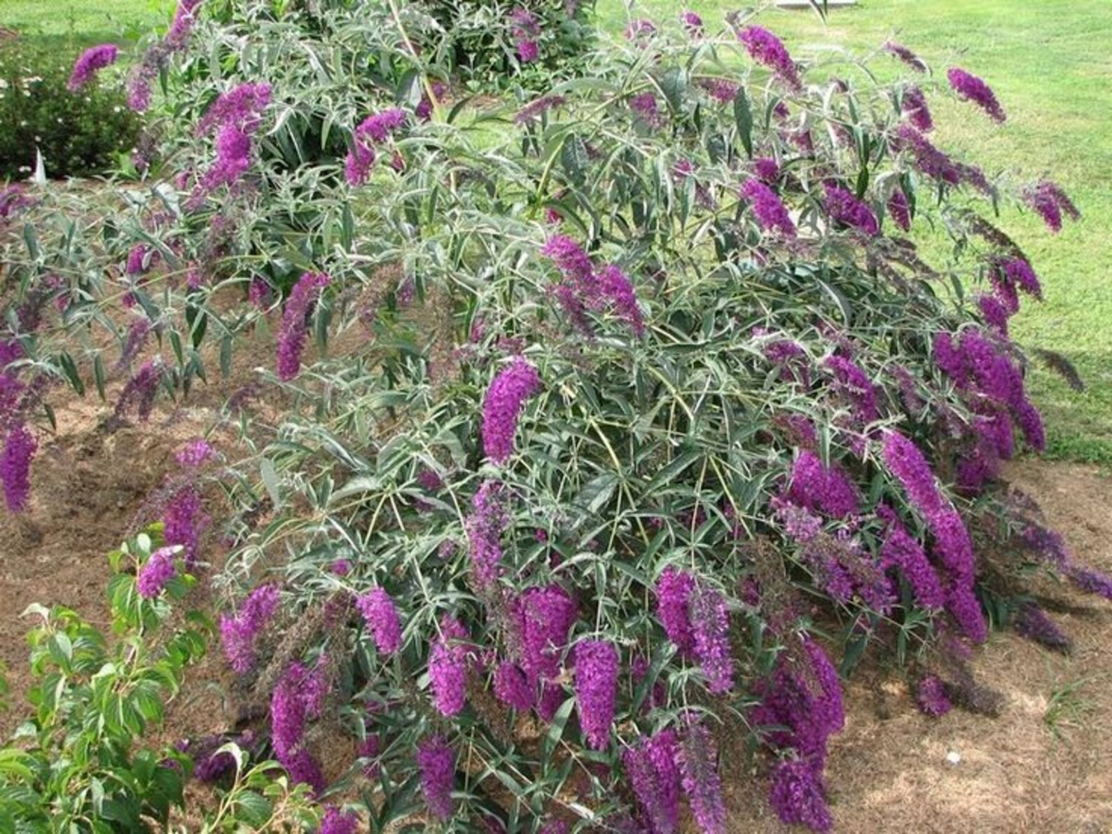Nanho Purple Butterfly Bush Buddleia Live Plant 2 Etsy