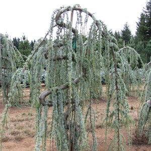 May include: A weeping blue Atlas cedar tree with a unique, cascading form. The tree features long, drooping branches covered in blue-green needles. The trunk and branches have a twisted, sculptural appearance, set against a backdrop of other trees and a cloudy sky.