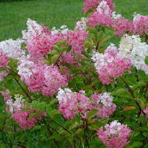 First Editions® Vanilla Strawberry™ Panicle Hydrangea Live Plant Full Gallon Pot image 2