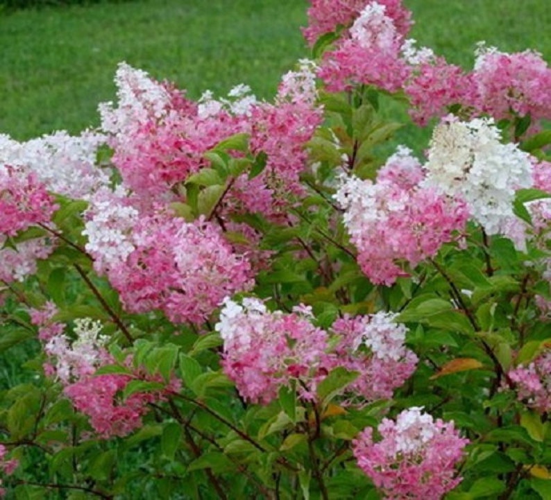 First Editions® Vanilla Strawberry™ Panicle Hydrangea Live Plant Full Gallon Pot image 2