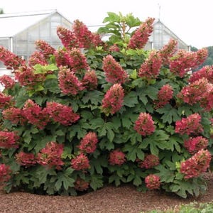 May include: A lush, full bush with large, dark green leaves and numerous cone-shaped, reddish-pink flower clusters. The plant is in full bloom, with a greenhouse visible in the background. The flowers are a vibrant contrast to the foliage.