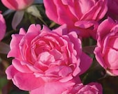 Artículos de esta tienda