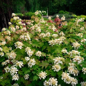 May include: A lush bush with large, green, lobed leaves and clusters of creamy white flowers. The plant has a full, rounded shape and is set against a backdrop of other greenery and trees.