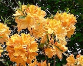 Produkt z tego sklepu