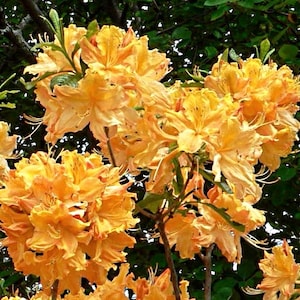 1 - Golden Lights Deciduous Azalea - Starter Plant ( 7L ) ( 1 live plant )