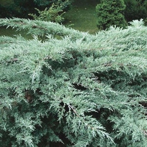 Grey Owl Spreading Juniper - Starter Plant - ( 7L ) ( 1 live plant )