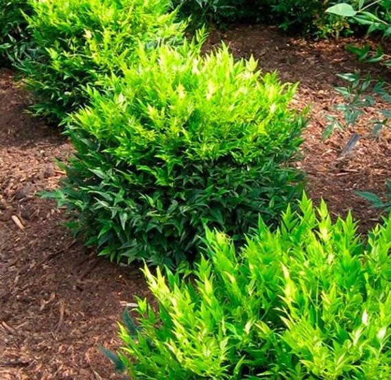 Trade Gallon Pot Blush Pink Nandina Live Plant