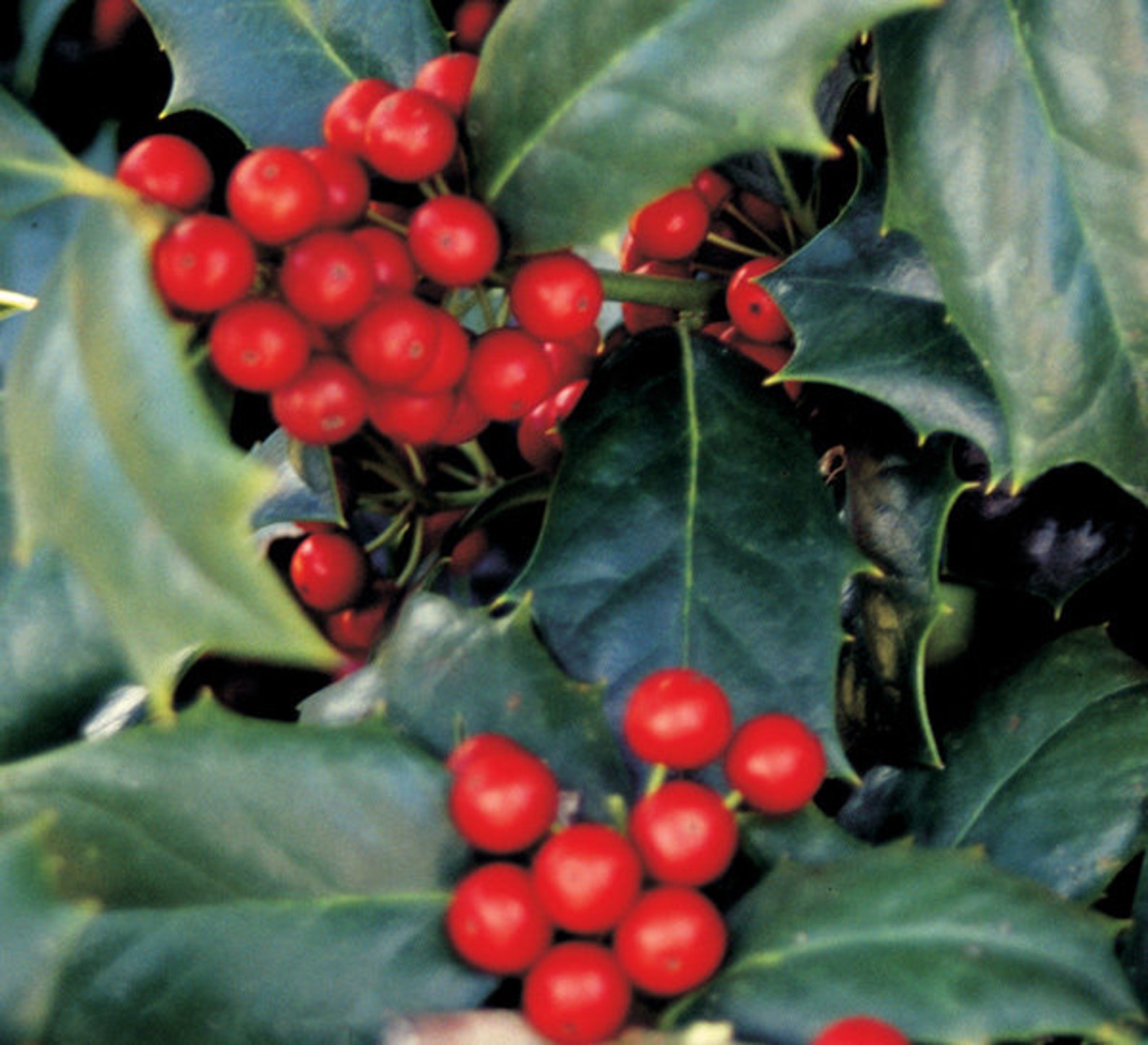Robin™ Red Holly Tree Live Plant 3 Gallon Pot Etsy