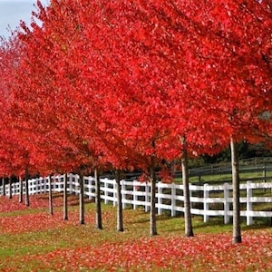 May include: A row of deciduous trees with vibrant red autumn foliage standing in a line. A white wooden rail fence runs horizontally behind the tree trunks. The ground is covered with a layer of fallen red leaves on green grass.