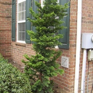 1 - Slender Hinoki False Cypress - Starter Plant ( L7 ) ( 1 live plant )