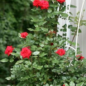 Blaze Improved™ Red Climbing Rose - Live Plant - 5 Gallon Pot