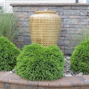 Globosa Nana Dwarf Cryptomeria ( japanese cedar ) - Live Plant - Full Gallon Pot