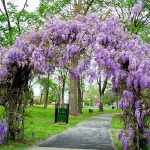 Amethyst Falls Wisteria Vine - Live Plant - ( 1 QT )
