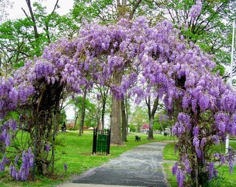 May include: A large, arched metal garden trellis completely covered in cascading clusters of vibrant purple wisteria flowers. The structure spans a paved walkway in a park setting with green grass, mature trees, and an American flag visible.
