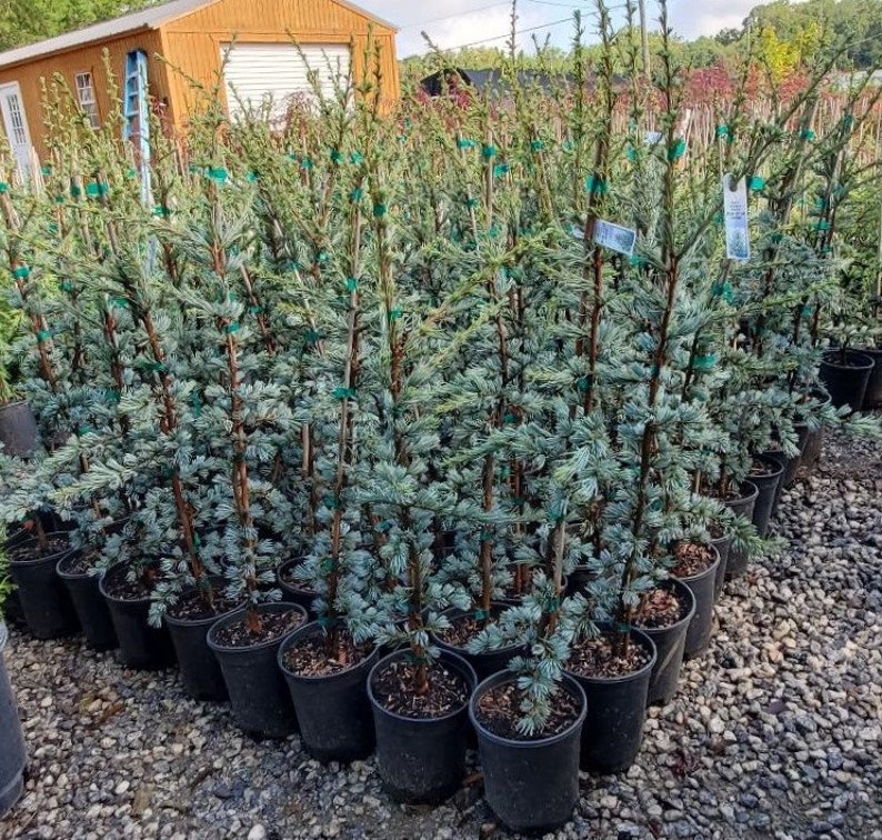 Horstmann Blue Atlas Cedar Live Plant Trade Gallon Pot Etsy