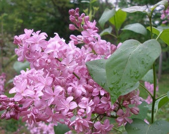 以下が含まれることがあります： 満開の薄紫色のライラックの花の房。緑色の茎に小さな4枚の花びらの花と固い蕾が多数ついており、表面に水滴がついた幅の広いハート型の緑色の葉が数枚添えられています。