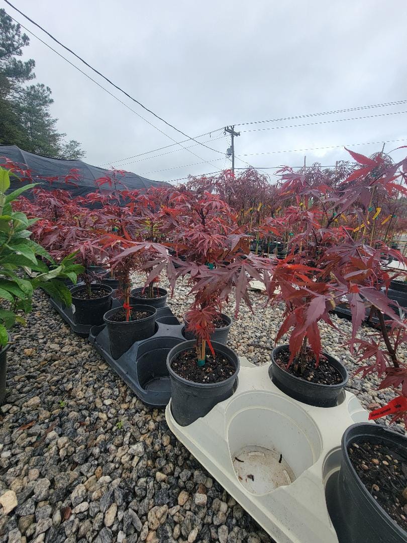 Shaina Dwarf Japanese Maple - Live Plant - ( 2.5 QT ) - Etsy