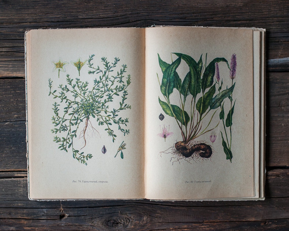 Vintage Illustrated Botanical Book Vintage Plant | Etsy