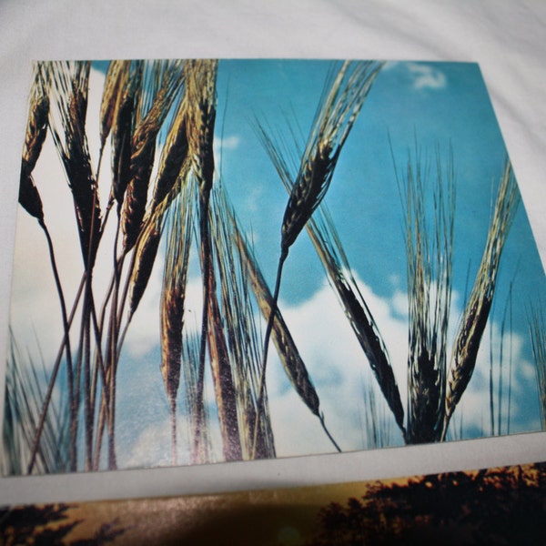 Vintage Nature Greeting Cards Lake Boy in Field Wheat