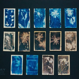 May include: A collection of 15 cyanotype prints featuring various botanical subjects, including flowers, leaves, and stems. The prints are displayed on a dark blue background.
