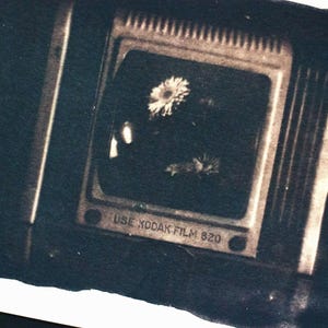 Cyanotype Photograph (5x7 inch) Print: Botanical Fine Art Photography