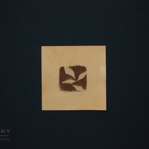 Cyanotype Photograph - 5x5 inch Print - Botanical Portrait Fine Art Alternative Photography