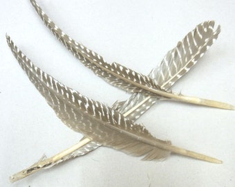 15-25cm Natural Feather Nature Tone Lot of 20pieces - 4721 -