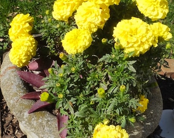 BRIGHT YELLOW MARIGOLD seeds