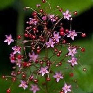 JEWELS OF OPAR (Talinum Paniculatum) seeds