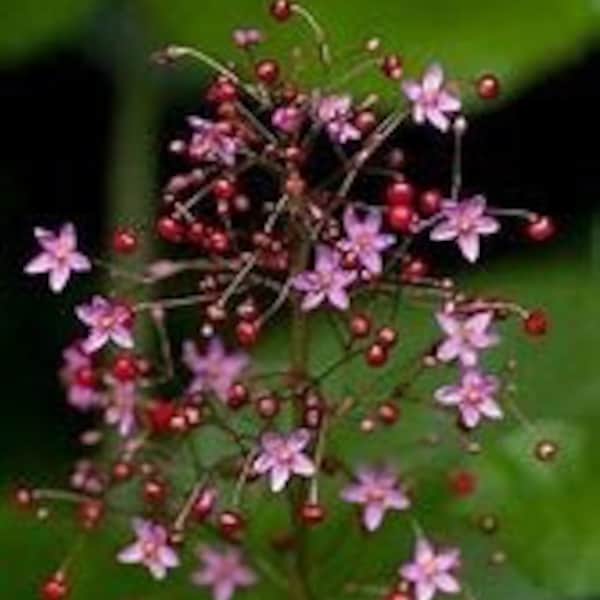 JEWELS OF OPAR (Talinum Paniculatum) seeds