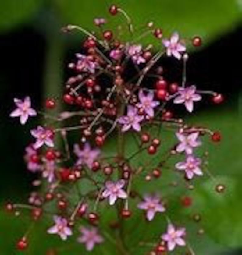 JEWELS OF OPAR Talinum Paniculatum seeds image 1