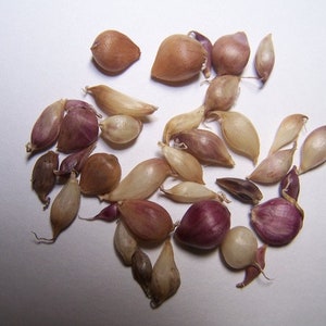 GARLIC BULBILS