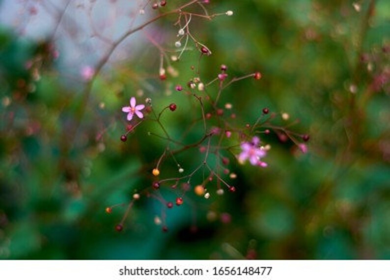 JEWELS OF OPAR Talinum Paniculatum seeds image 2