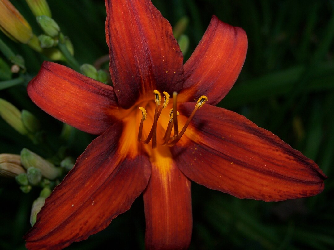 RED MAGIC DAYLILY Etsy