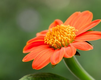 MEXICAN SUNFLOWER (TITHONIA) seeds