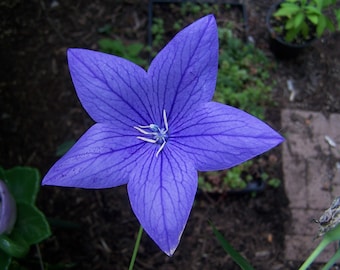 PLATYCODON BLUE BALLOON flower seeds