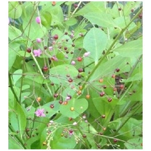 JEWELS OF OPAR Talinum Paniculatum seeds image 3