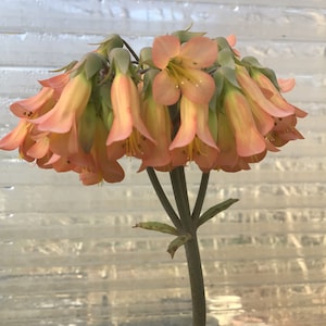 May include: A cluster of bell-shaped, peach-colored flowers with green stems and leaves. The flowers are arranged in a circular pattern, creating a unique and delicate display.