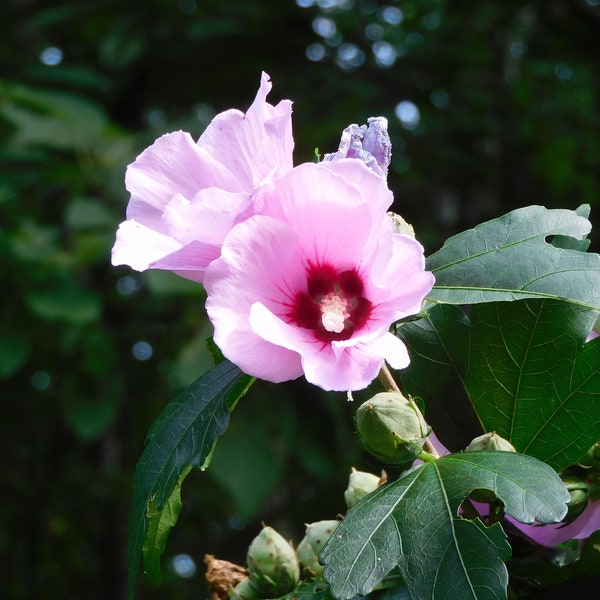 ROSE OF SHARON Single color or mixed seeds