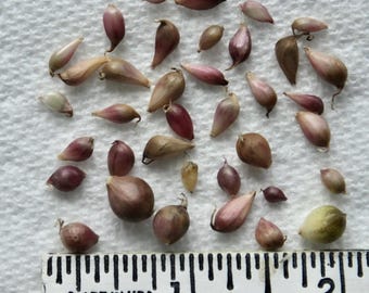 GARLIC BULBILS (The seeds of the garlic world!)