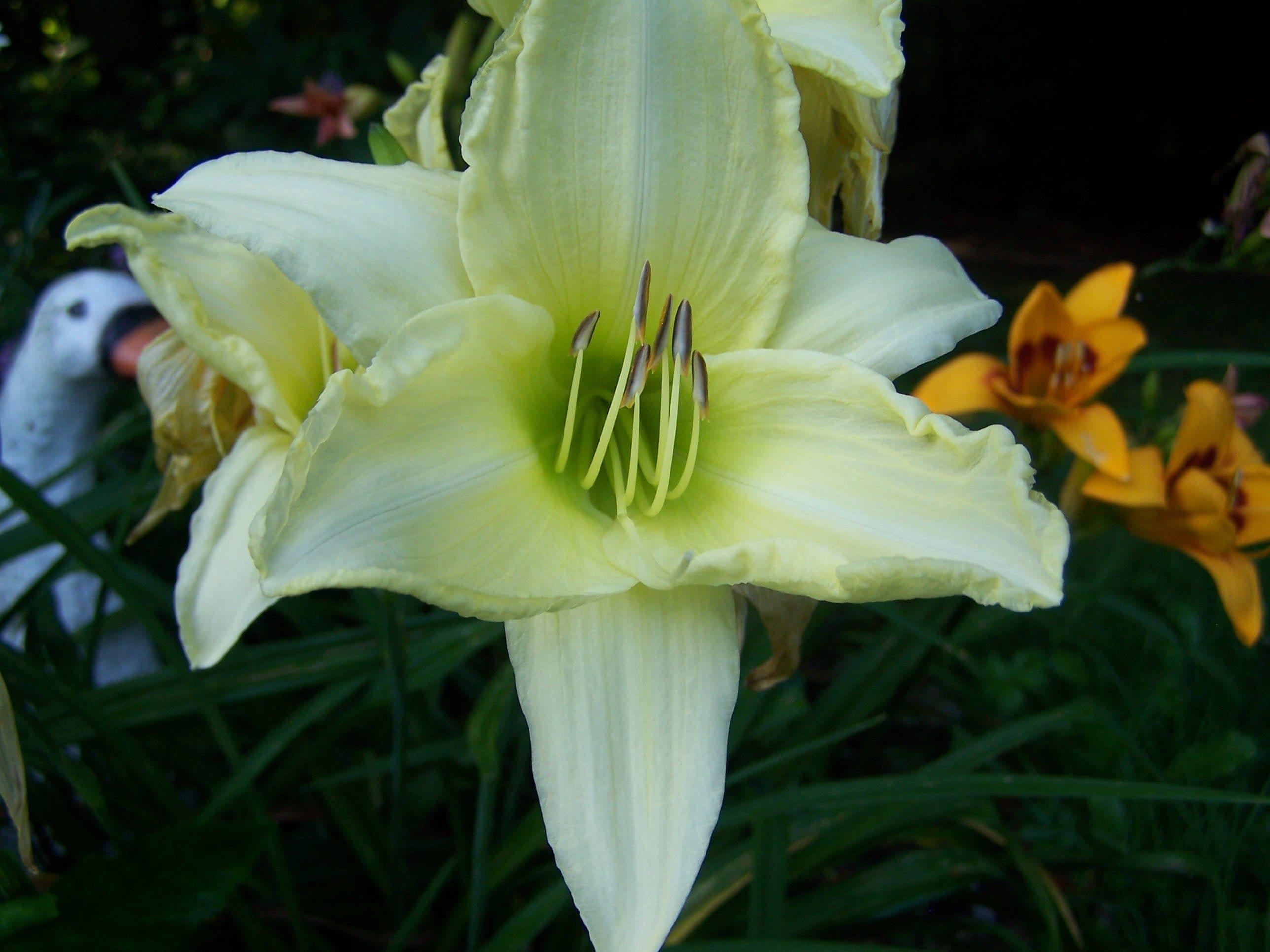 ICE CARNIVAL DAYLILY - Etsy