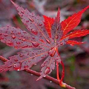 JAPANESE RED MAPLE (Emperor) seeds (Acer Palmatum)