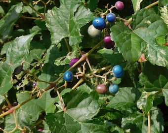 VARIEGATED PORCELAIN BERRY vine seeds