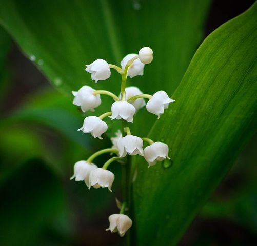 QAUZUY Garden 100 Lily of The Valley Seeds, Blue May Bells, Our Lady's Tears, Mary's Tears, Muguet, Glovewort, Apollinaris Seeds - Fragrant Perennial