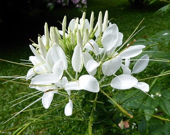 CLEOME (SPIDER) MIX colors, white, pink, dark pink and lilac