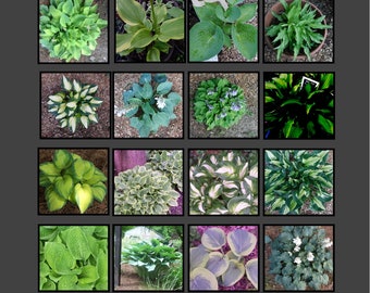 30 plus HOSTA MIX SEEDS